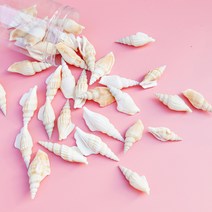 밝은 베이지 긴소라 투명통포장 조개껍질 자연조개 자연물