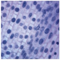 체세포분열 (식물) 영구프레파라트 USA A-6125