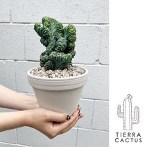 소장가치 있는 엘리트 용신목 철화 선인장 - 독일토분L 2color, 화이트 마블토분(받침불포함)