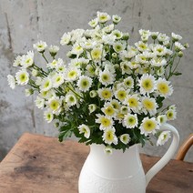 겨울국화꽃 소국화 생화택배 꽃다발, 화이트소국