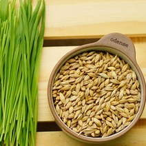 장수양행 새싹보리 씨앗 1kg 새싹보리 재배용, 1개