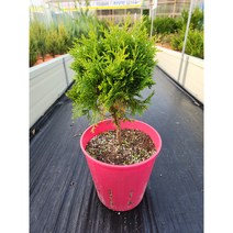 (둥근서양측백) 데니카 20cm 컬러 조경포트