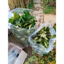 황칠나무 건조약재(7-20년산 황칠나무 잎 이파리), 황칠나무 건조약재(잎)