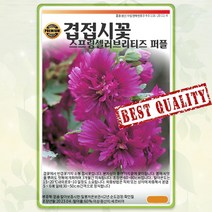 퍼플 겹접시꽃 씨앗 종자 10립 꽃씨 몰 봄 여름 가을 다년생 야생화 접시꽃씨 SG, 1개