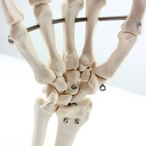 손뼈모형 척골 6관절 모션 의사 훈련 학생 생물학교육