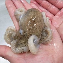 국산 최상급 활 생 주꾸미 쭈꾸미 1kg (7-12미) 생물 냉동 산지직송, 생물 주꾸미 1kg (7-12미 내외)