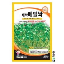 메밀싹 800립/ 새싹씨앗 새싹키우기 수경재배 메밀새싹씨앗 메밀싹씨앗