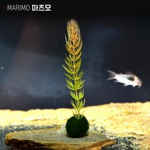 헬로아쿠아 모음)심쿵 수초아이템 160종 쉬운수초 어항장식 열대어 어항꾸미기 수족관꾸미기, 95번) 마리모 수초 마츠모