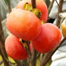 묘목/ 감나무( 청도반시 )접목 1년 ] W260