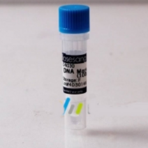 [dna분석과과학수사] 오피스안 1Kb DNA Marker 0.5ml 1KB