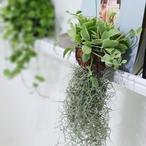 디시디아 수염틸란/공기정화/에어 플랜트