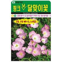 핑크 낮 달맞이꽃은은한 향기가 나고 낮에 피었다가 저녁에 시드는 핑크 핑크한꽃 500립