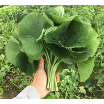 [국내산/국산] 23년 햇 곰취 1kg 2kg 생 노지 야생곰취 곰달비 곰취 봄나물 국내산 곰취나물장아찌 장아찌 제철 산나물 쌈채소 쌈 곰달비 자연 곰취나물, 500g