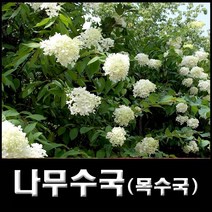 없음 목수국, 1개