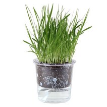 키우기쉬운 고양이풀 캣닢 재배 투명화분 세트 캣잎 용품 식물, 밀