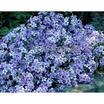 차가플록스-향기플록스 퍼플 10cm화분묘 (묘종 2개 묶음) 노지월동다년초 [꽃심야생화]