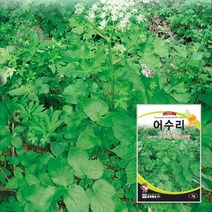 어수리씨 어수리종자 씨앗 1g