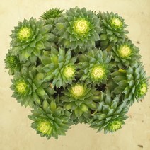 [수암다육] 컬러 바위솔 랜덤발송 Sempervivum calcareum 다육 다육이 다육식물 반려식물 국민다육