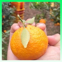 탐라향 제주 고당도 만감류 소과 선물용 3kg 5kg 10kg GAP인증