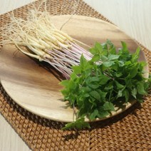 스마트팜 수경재배 새싹인삼 중 30뿌리, 고급보자기 포장