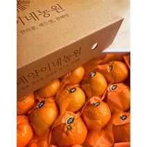 제주 레드향 천혜향 3kg 5kg 선물용 가정용 특산물 노지 하우스, [5kg] 중향(22~26과)