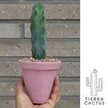 *티에라선인장* 통통 용신목 선인장 -강화플분3color, 핑크(받침포함), 1개