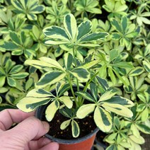 무늬홍콩야자 야자식물 (1포트 )- 키우기좋은식물 반려식물 편리한식물