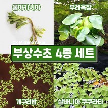 둥둥 수조 위 뜨는 부상 수초 키우기 4종 세트(SET25), 단품