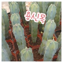 꽃나라엘리스 용신목-선인장 중에 가장 유명한 선인장 생명력이 강한 식물