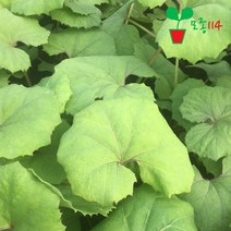 머위 모종 (1개) 베란다 텃밭 시장 씨앗 채소 묘종, 1개