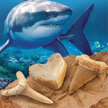 초등생 상어이빨 화석찾기 발굴키트 집콕 선물 재밌는 집중력 관찰