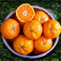 산지직송 제주 못난이 카라향 사이즈 랜덤 가정용 제주연가, 10kg, 1개
