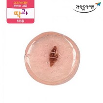 지구과학 실험 호박 화석 만들기 키트 5인 초등학교과학 과학용품 실험교구 어린이과학 초등학생과학 교구