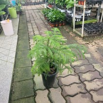 반려식물 아라우카리아 중대품 겨울식물 5070159