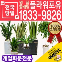 개업화분 축하화분배달 카페 사무실이전 개원 병원 오픈 당일배송, (선택21)황금꽃기린