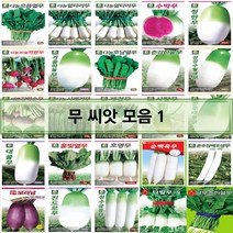 코리아팜 무 씨앗/으뜸열무/알타리무/수박무/청한무/20일적환무/가을하늘무/호남열무/춘강하늘무/강강수월래무/새론강화순무/시래기무/게걸무 500립 /사탕무/진주대평무/대물무/홍빛열무, 52.아시아종묘-청두골드 4000립