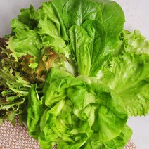 충북괴산 무농약 유럽샐러드 채소1kg, 단품