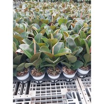 무배특가 2개발송 인도고무나무 소피아고무나무 중품 40~60cm 79 행잉플랜트, 1개