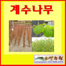 (D소망)계수나무 묘목 실생2년 5그루