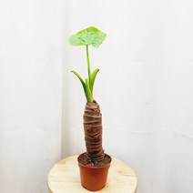 하늘농원 알로카시아 소품