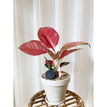 아글라오네마 지리홍 생명력 강한 공기정화식물, 1개