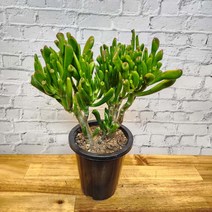 우주목 다육이 30cm