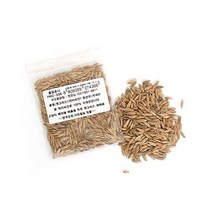 펫모닝 귀리씨앗 12g PMC 236, 1choice