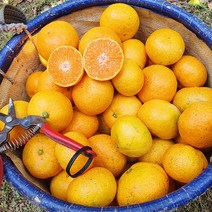 가장 맛있는 크기 - 제주 감귤 10kg 5kg 극조생 노지감귤 S, 극조생 노지귤 10kg SML혼합 (120과 내외), 1개