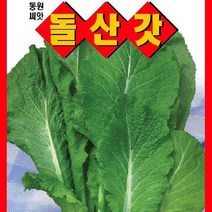 [가람종묘사] 돌산갓 씨앗(잎이 넓고 두꺼우며 맛과 향이 우후 비타민A C가 풍부한 채소), 1개