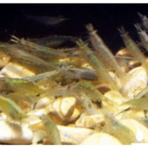 생이새우, 300마리