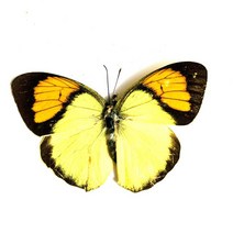 저스트앳 나비 표본 곤충 인형 생산 매력 홈 장식 액세서리 거실 컬렉션 아트, 24 24