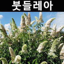 붓들레아/프로퓨전 나무 묘목 6치포트 1개/정원/공원/조경수