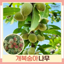 복숭아나무 묘목 개복숭아 실생2년생 뿌리묘 5개
