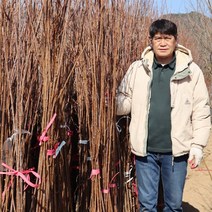 자두나무 묘목 1년생 (특묘) 로얄대석 후무샤 왕자두 피자두 바이오체리 추희 푸룬 프레지던트슈가 알스프왕자, 후무사